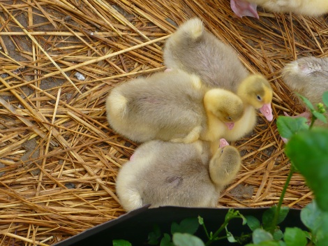 Baby ducks nestling in their enclosure at the Yunlin farm